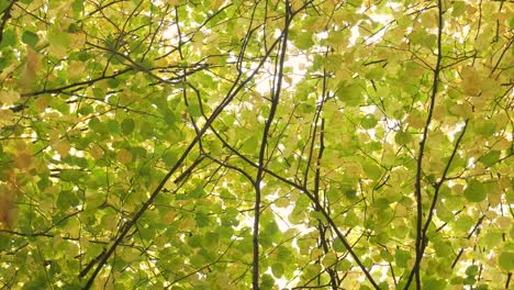 Las-Hojas-Amarillas-Comienzan-A-Caer-De-Los-árboles-En-El-Bosque-Durante-El-Otoño---Tiro-En-órbita-De-ángulo-Bajo