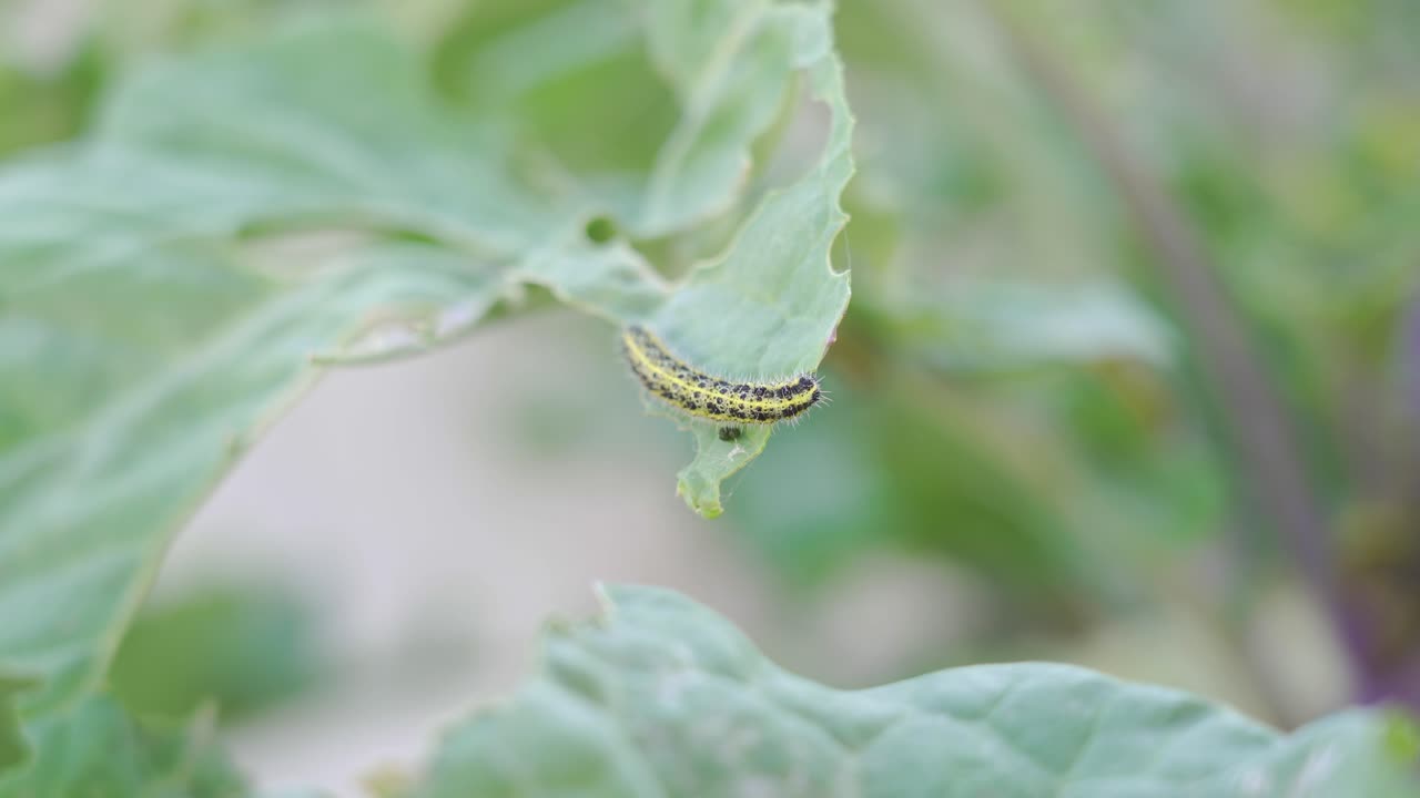 oruga en una hoja de repollo