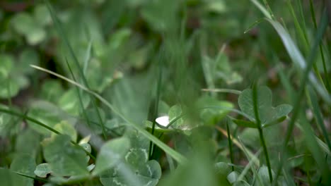 Butterfly-flying-from-flower-to-flower-gathering-pollen-in-the-springtime-in-Bohinj