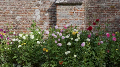 Vibrant flowers bloom along a historic brick wall in a peaceful garden setting