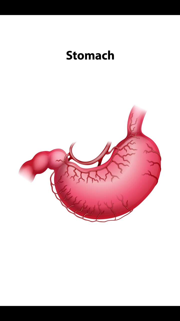 Animation zooms from full body to detailed stomach view, highlighting anatomical structure with clear, vibrant graphics