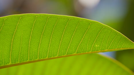 panned shot of closeup detailed texture on a green frangipani leaf