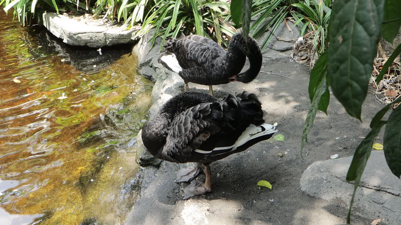Black Swan Preening by the Pond in Lush Natural Habitat