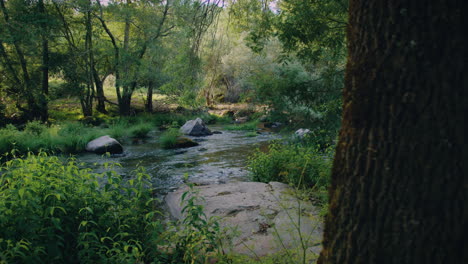 Dao-Fluss,-Wunderschöne-Zeitlupenrutsche-Hinter-Einem-Baum,-Mittlere-Aufnahme