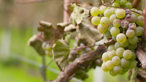 bunch of grapes on vineyard at vine production farm 3