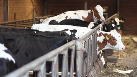 cows standing in barn