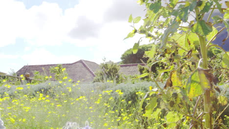 Mature-Woman-Working-On-Community-Allotment