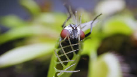 venus planta atrapamoscas con mosca doméstica atrapada