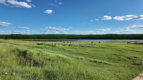 Experimente-La-Tranquila-Belleza-De-Yakutia,-Donde-Los-Exuberantes-Campos-Verdes-Se-Encuentran-Con-Un-Lago-Tranquilo-Bajo-Un-Cielo-Azul-Brillante.