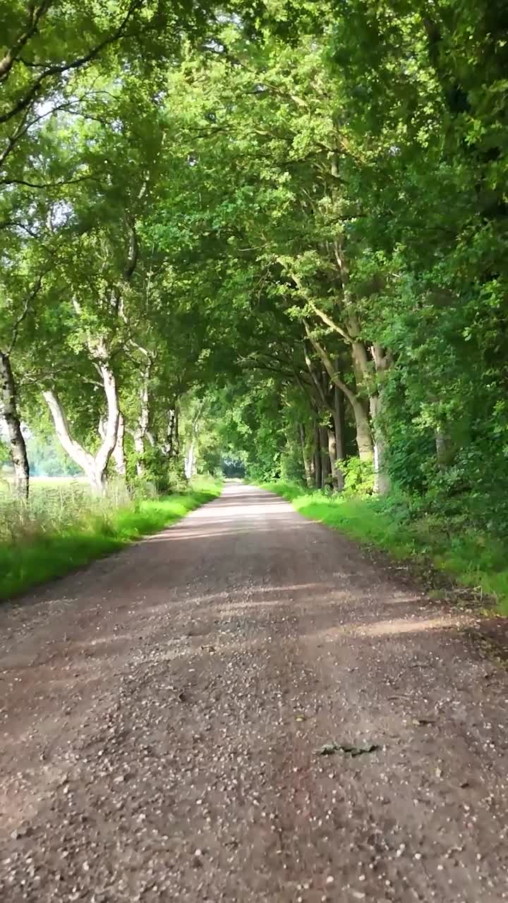 A scenic dirt road lined with green trees