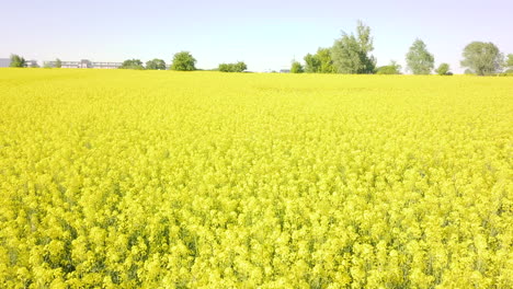 drone-fly-tight-above-a-gigantic-canola-field