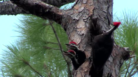 A-pileated-woodpecker-on-a-tree-3