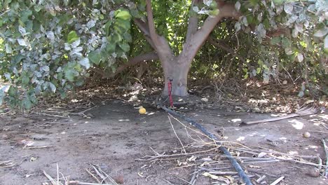 limonero en el sur de california con riego por goteo-1