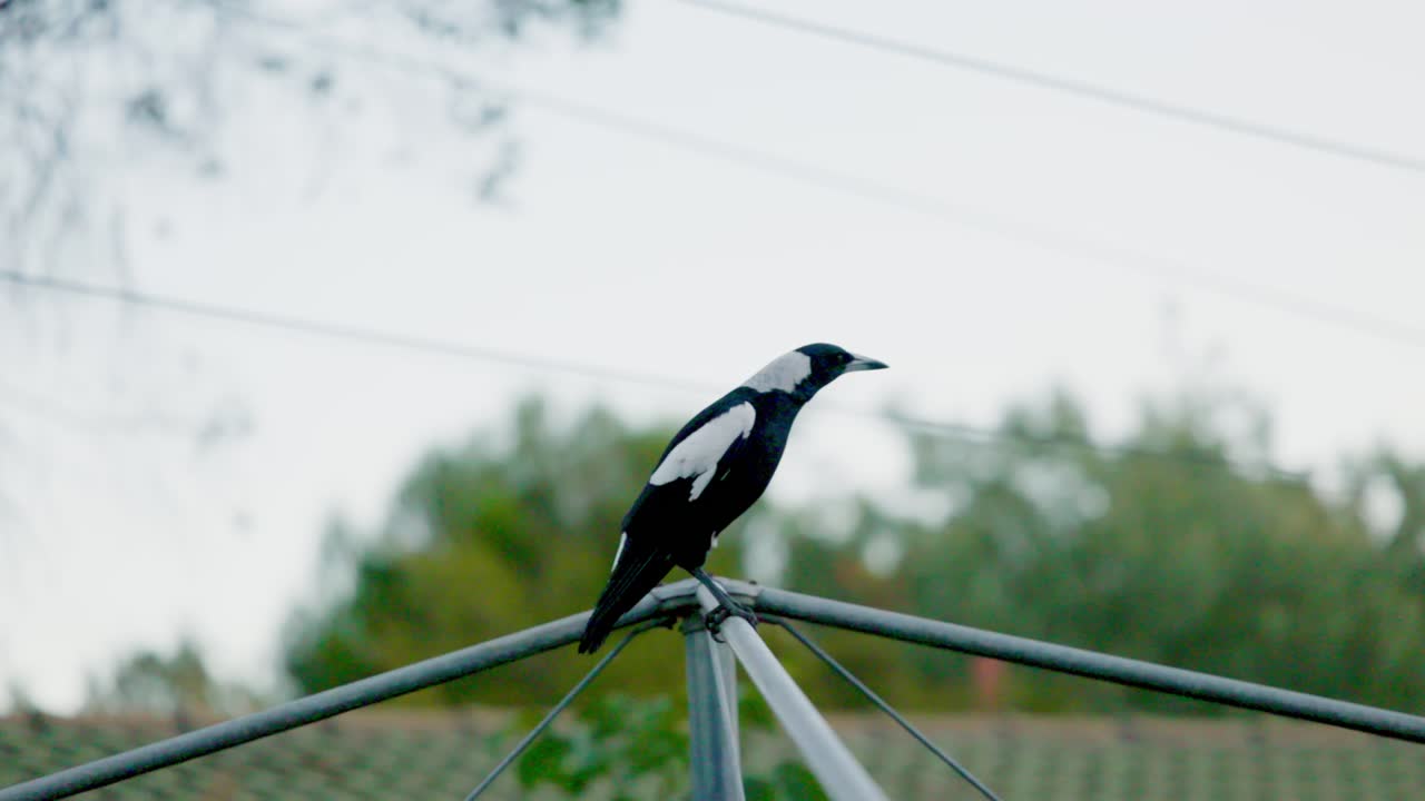 A native magpie rests on a tall pole, basking in warm sunlight and calmly observing the quiet Canberra neighborhood.