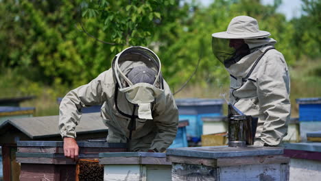 Men in special protective outfits standing among the wooden hives. One of beekeepers bent over the hive holding a frame. Blurred nature backdrop.