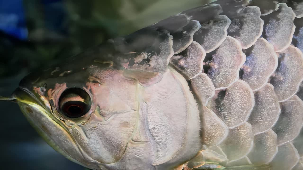 은색 물고기 의 클로즈업