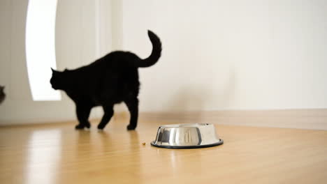 two domestic cats standing in the room in front of a closed door after eating food from metal bowl