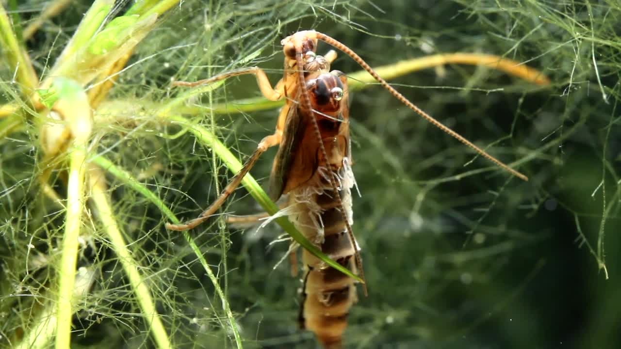 수면을 위해 수영하기 전에 케이스에서 caddisfly 번데기