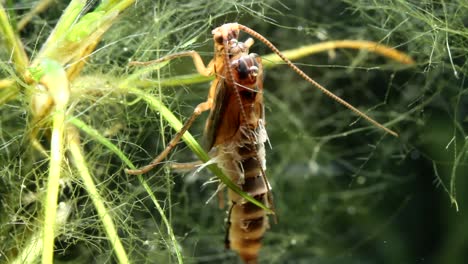 pupa de caddisfly fuera de su estuche antes de nadar hacia la superficie