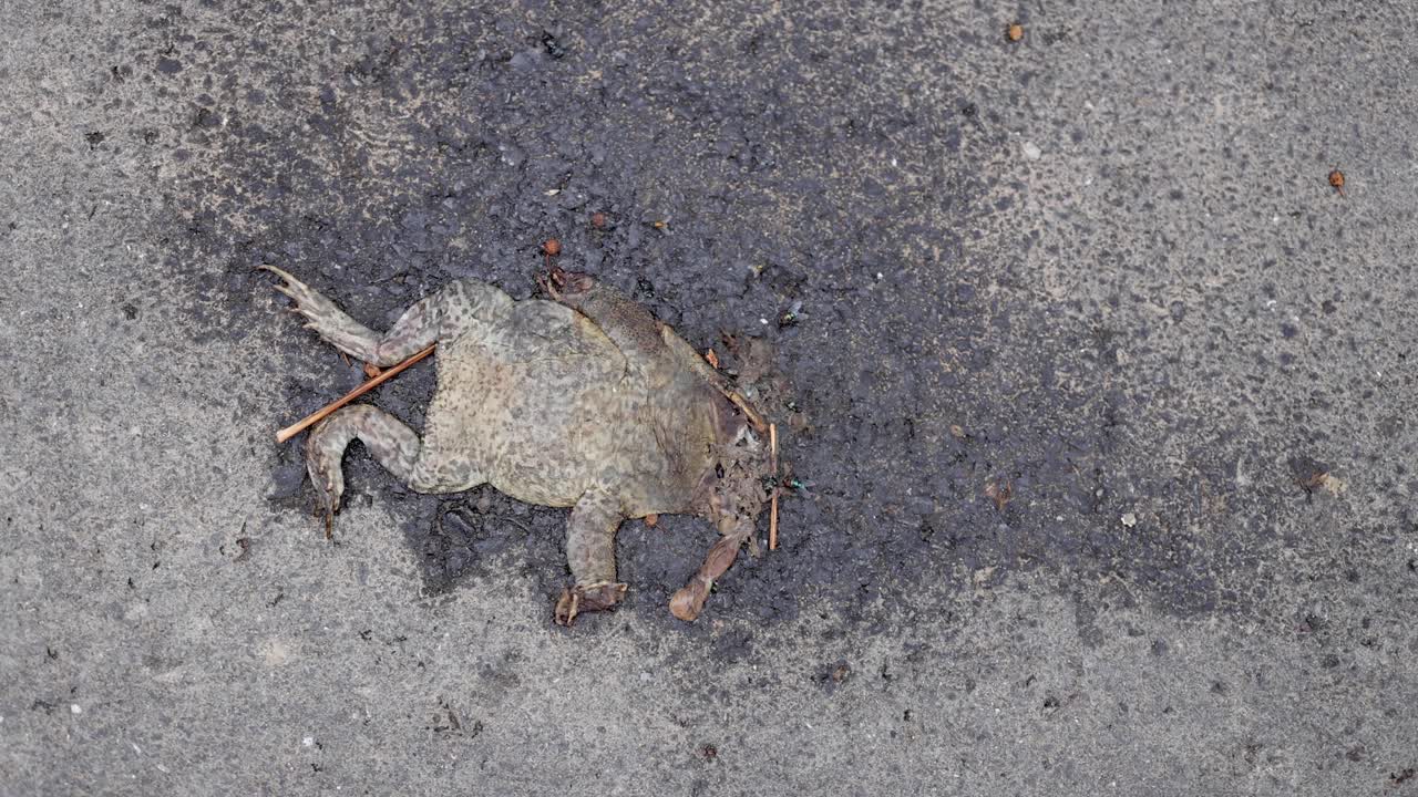 산책로 에 있는 죽은 개구리 의 정적 한 모습