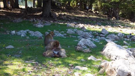 4k-Aufnahmen-Von-Berberaffen,-Macaca-Sylvanus