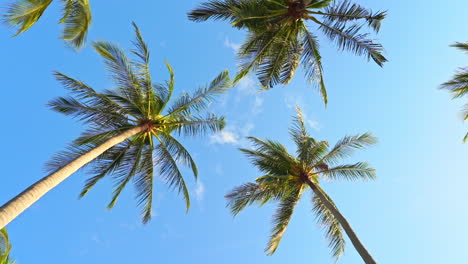 Looking-up-to-the-sky-through-coconut-palm-trees