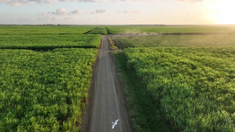 sugar cane fields at san pedro de macoris in dominican republic