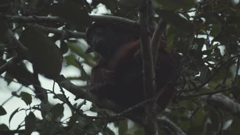 brown red howler monkey adult sitting in tree, moving his long impressive tail