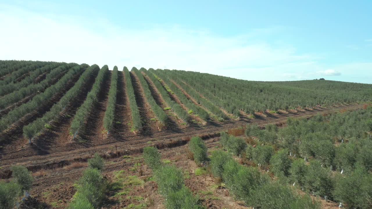 surcos de plantación de olivos para la agroindustria en alentejo, portugal