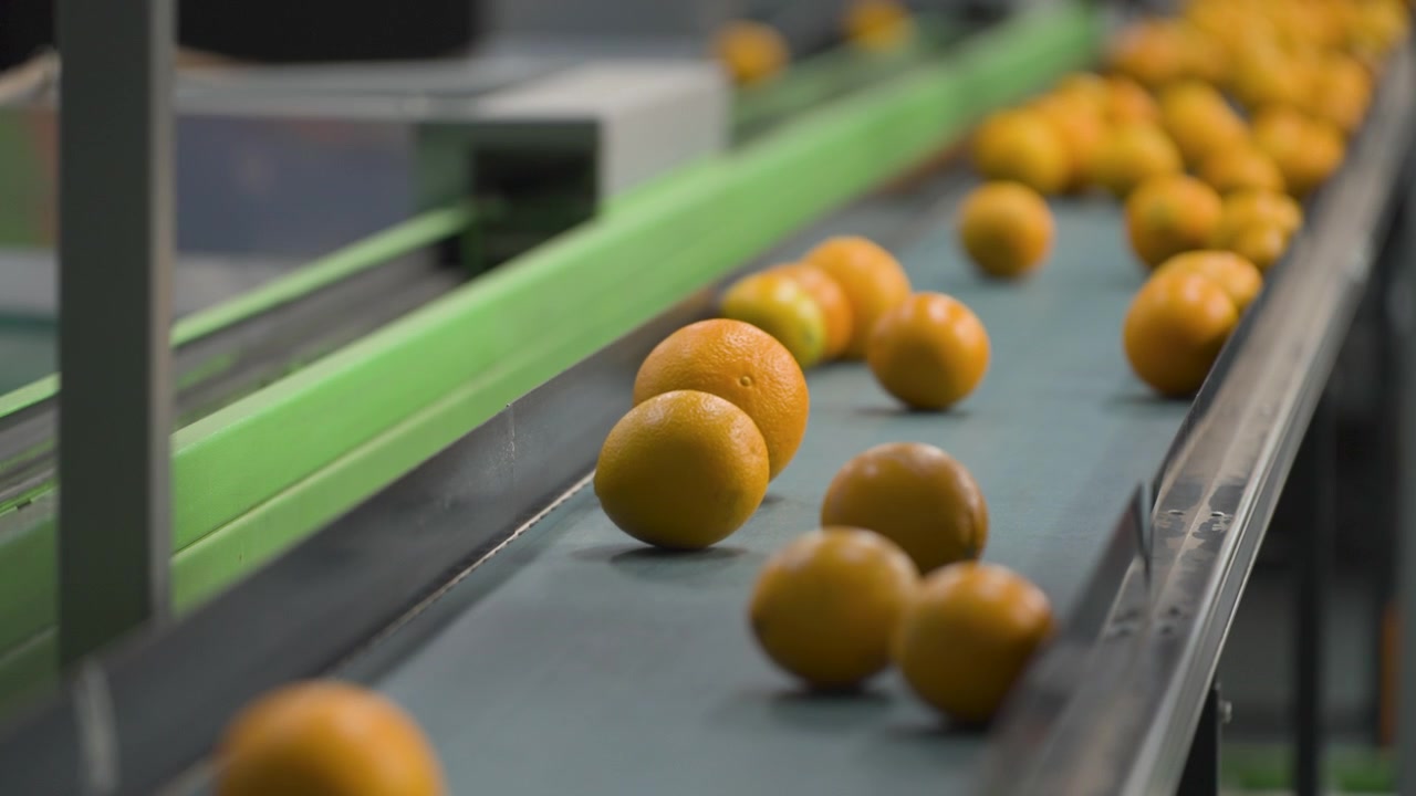 Oranges move steadily along a sorting line in a processing facility. Perfect for illustrating industrial food production or efficiency in motion.