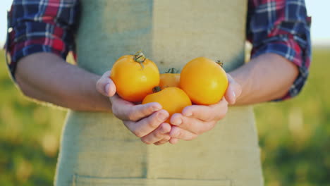 Die-Hände-Des-Bauern-Halten-Mehrere-Gelbe-Tomaten-Frisches-Gemüse-Vom-Feld