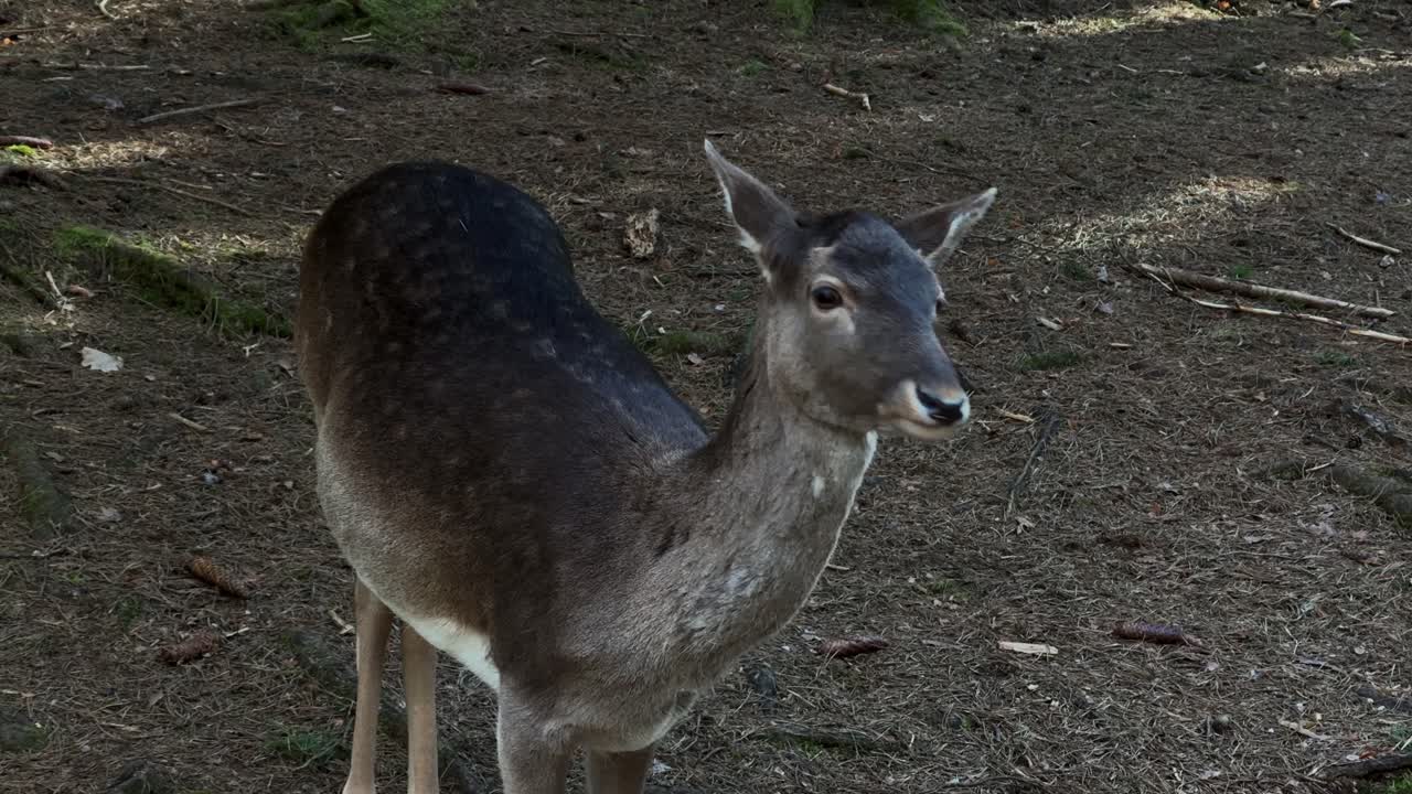 un ciervo de pie en una claridad de bosque sombreado durante el día