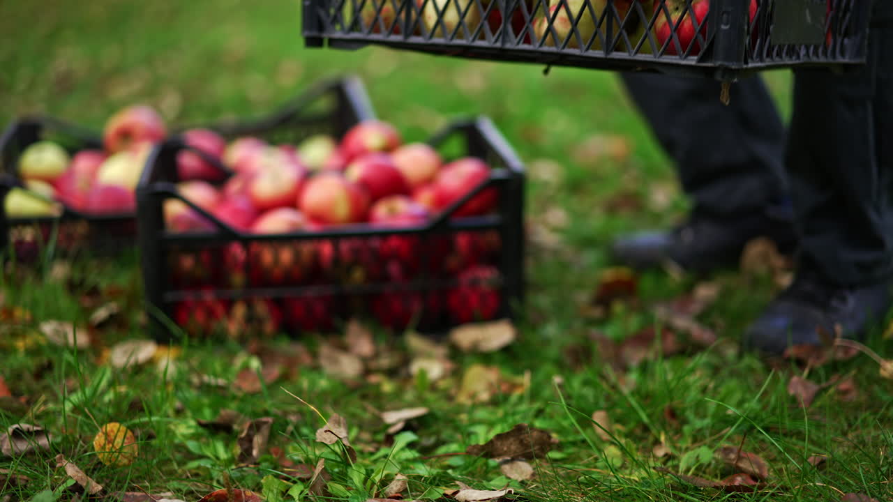 Freshly picked ripe red apples put into boxes. Unrecognized old man brings one more box and leaves it on the ground. Blurred backdrop.
