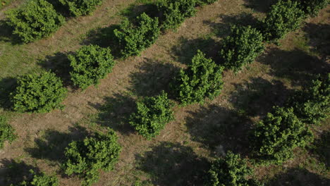 Hazelnut-fruit-agriculture-cultivation-field