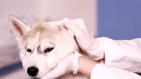 vet stroking a dog