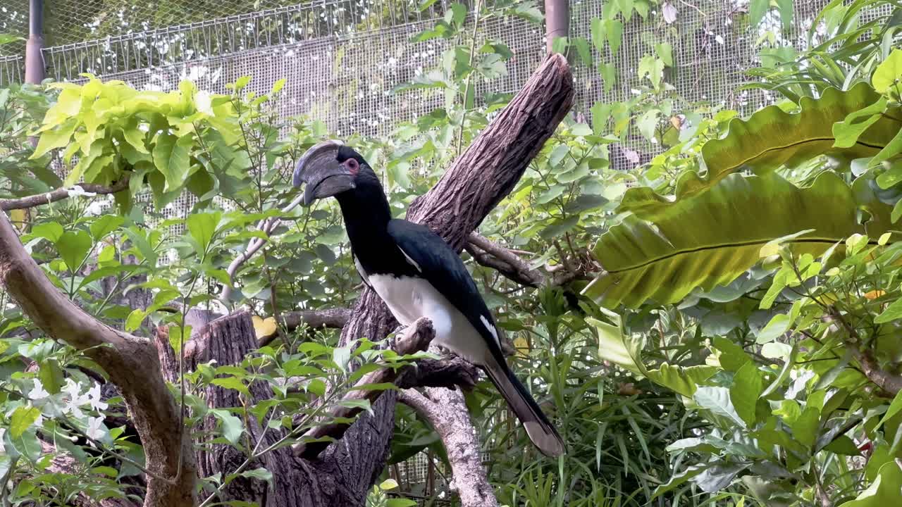 Trumpeter hornbill, bycanistes bucinator perched on tree trunk, wondering its surroundings at an enclosed environment at singapore safari zoo, mandai wildlife reserves