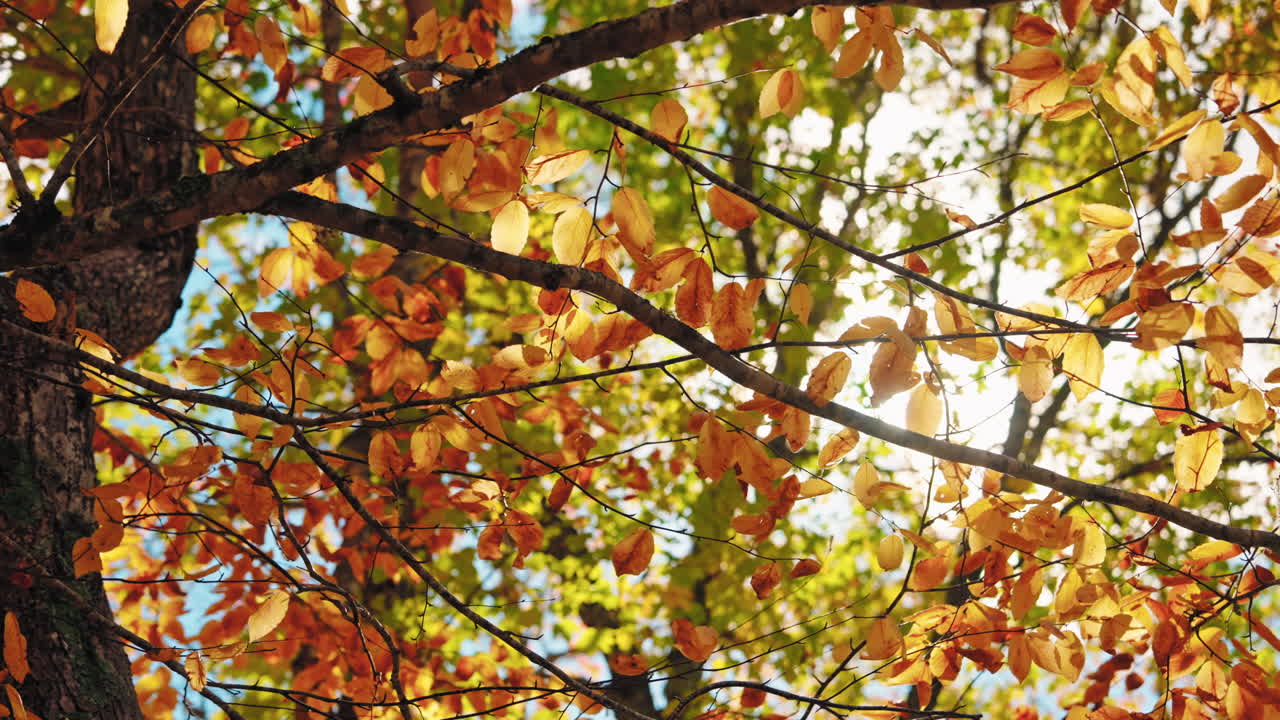 Colorful autumn tree foliage in the forest. Sun rays coming through the leaves.