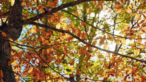 colorful autumn tree foliage in the forest. sun rays coming through the leaves.
