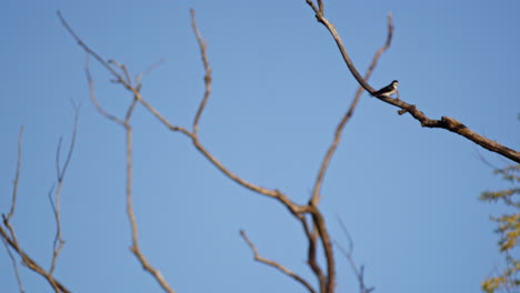 the fluid rhythm of purple martins’ courtship dance in cinematic slow-mo.