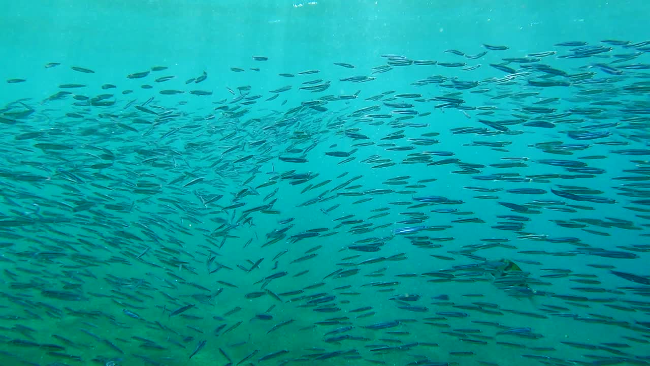 작은 밝은 물고기 들 의 거대한 무리가 푸른 물 에서 헤엄치고 있다 - 은 바다, 이집트