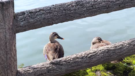 Two ducks resting by the lake under a rustic wooden fence, Sakura Park, Aomori, Japan