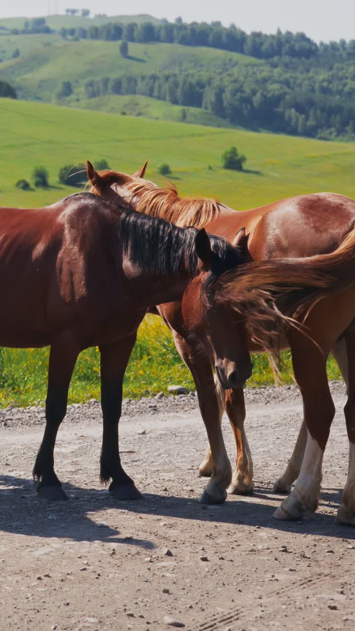 Dois Cavalos Castanhos Parados em uma Estrada de Terra em uma Paisagem Verde e Montanhosa