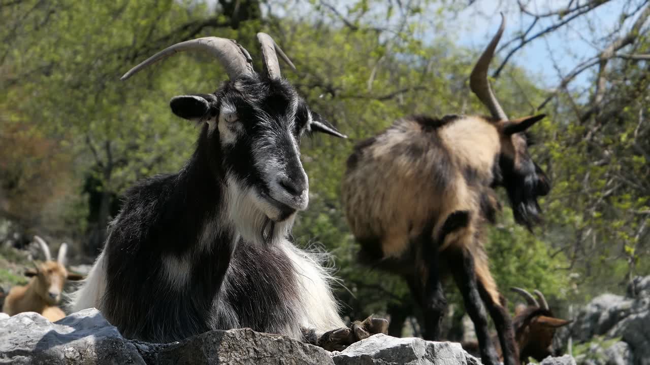 Cabras con cuernos largos masticando en un muro de piedra, ganadería, campo