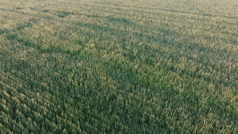 wind brushes through a sea of golden-green grain, creating subtle waves across the field