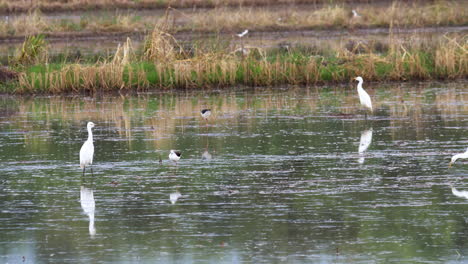 A-mixed-flock-of-different-species-of-birds-such-as-egrets,-pond-herons,-and-black-winged-stilts-are-foraging-in-an-open-paddy-field-in-Southeast-Asia