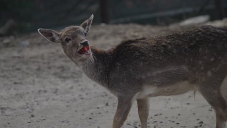 Rotwild-Steht-Beim-Kauen-Seiner-Nahrung-Im-Waldpark-Im-Parc-Omega,-Quebec,-Kanada