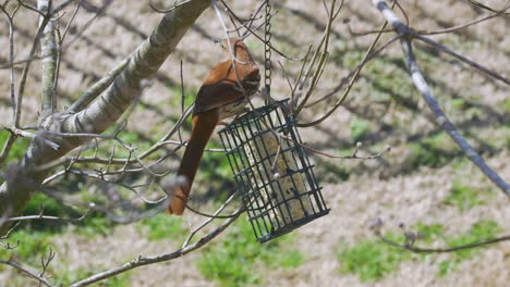 Brauner-Thrasher,-Der-Im-Spätwinter-In-South-Carolina-An-Einem-Talgfutterhäuschen-Frisst