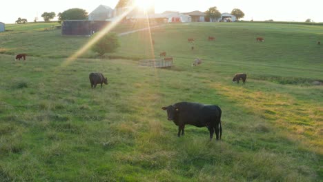 Kuh,-Rinder-Grasen-Auf-Der-Wiese-Weide