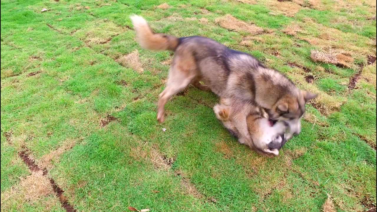 풀 에서 놀고 있는 개