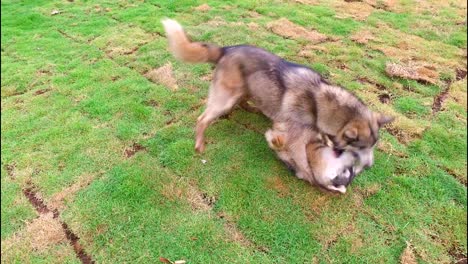perro jugando en el prado
